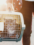 Pet