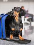 Pet