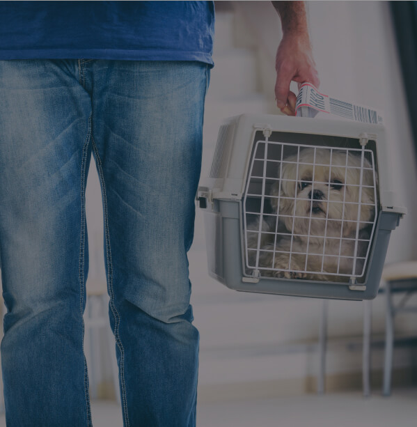Pets